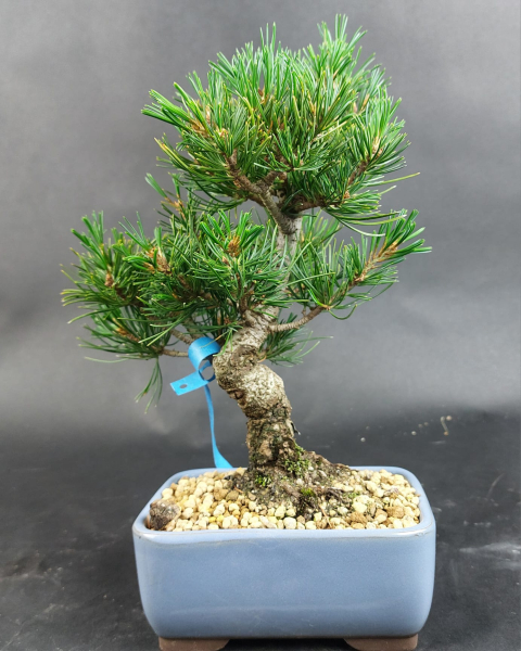 Bonsai - Mädchenkiefer, Pinus Pentaphylla, Kokonoe, Japan